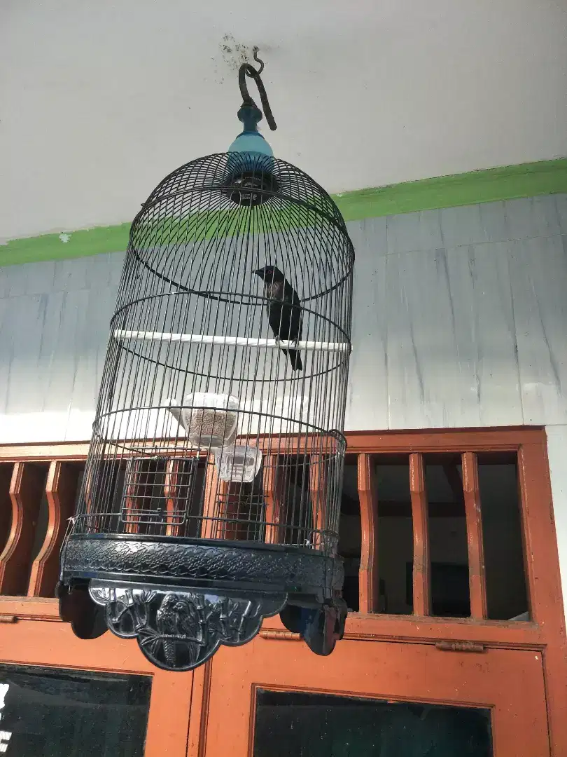 Jual cicak keliling gacor fulset