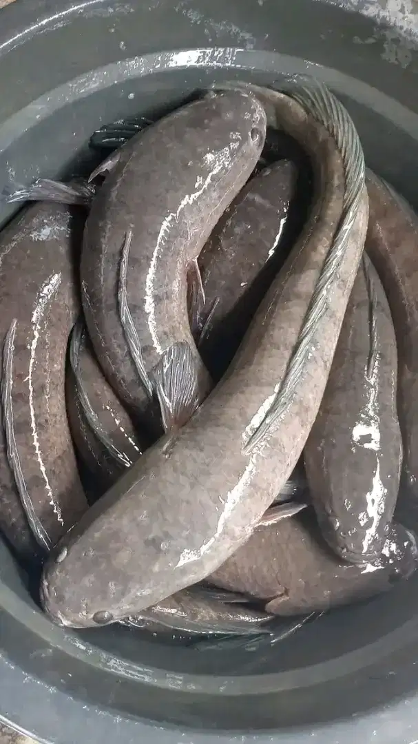 Tersedia ikan gabus hidup