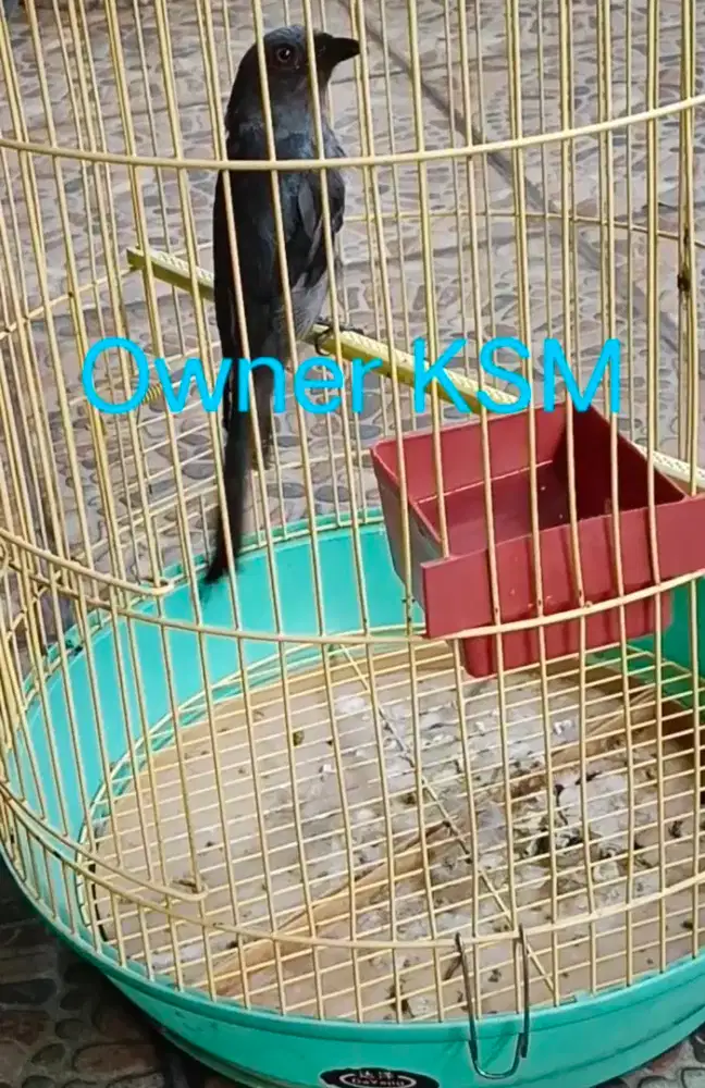 Srigunting abu Jawa mata merah