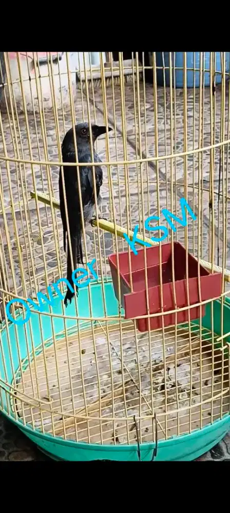 Srigunting abu Jawa mata merah