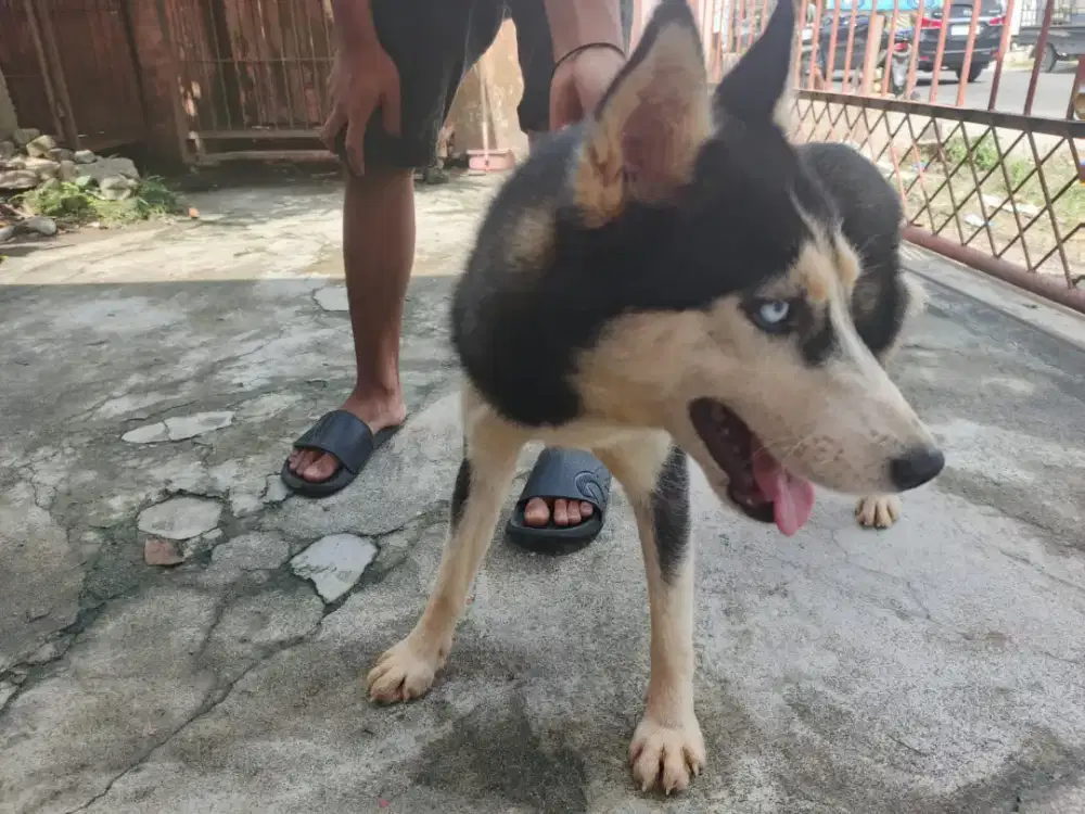 Open adopt Husky betina mata 2 warna