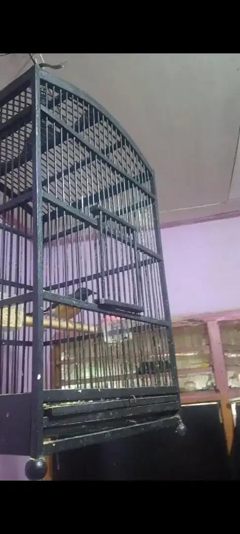 Murai betina siap breding Rp 400.000 nego sopan + kandang