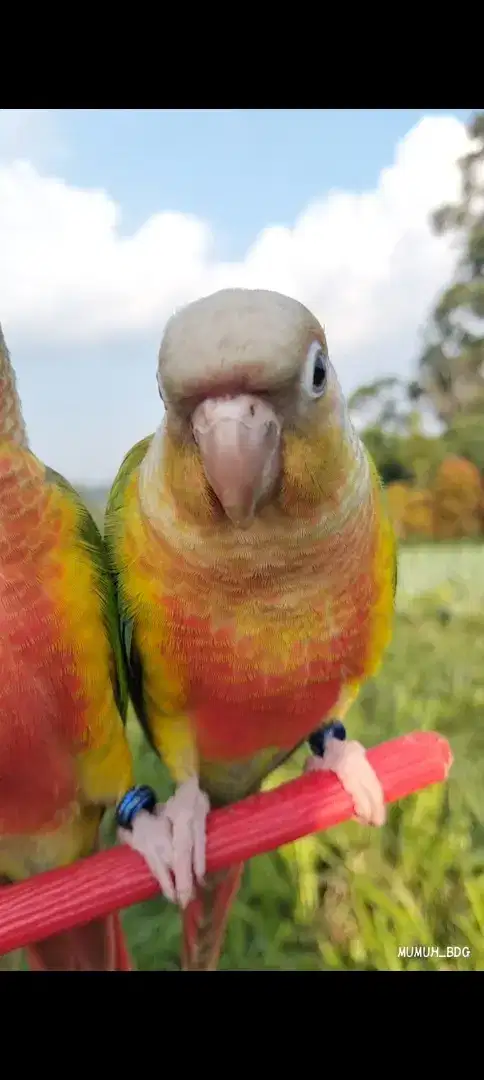 Small conure pineapple conure ff