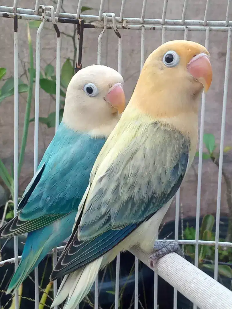 Sepasang lovebird Biola Aqua Euwing B2/pf x BPE/pf