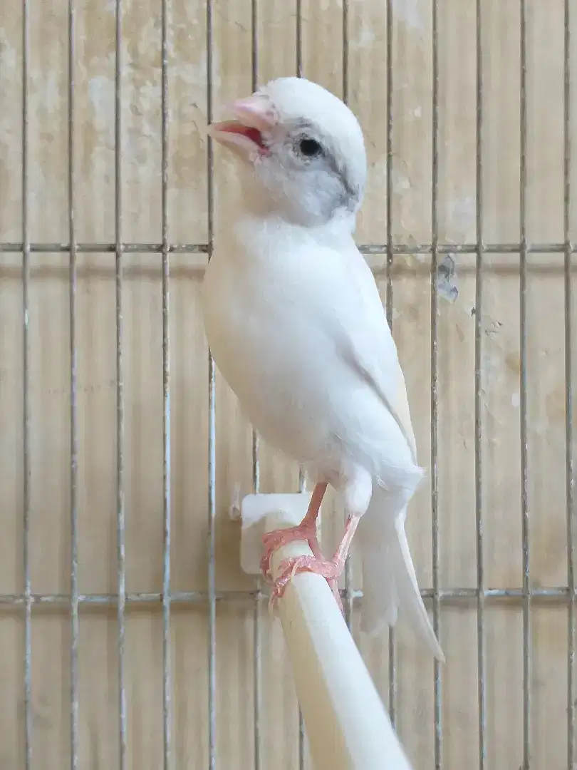 Kenari Spanish Timbrado x SF Betina