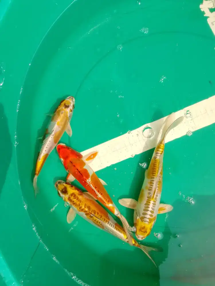 Ikan koi jenis Kikokuryu 27cm bagus
