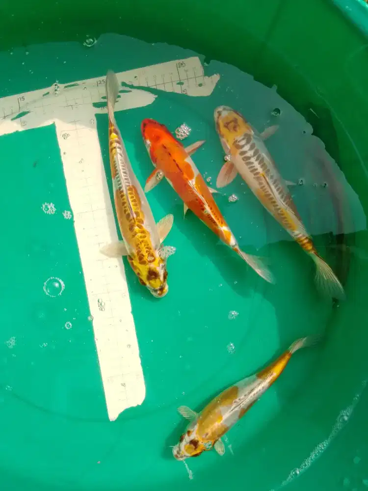 Ikan koi jenis Kikokuryu 27cm grade A