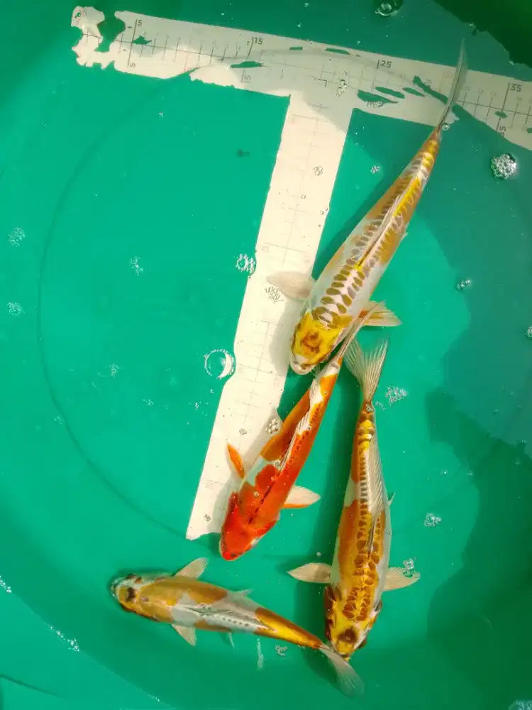 Ikan koi jenis Kikokuryu 27cm bagus