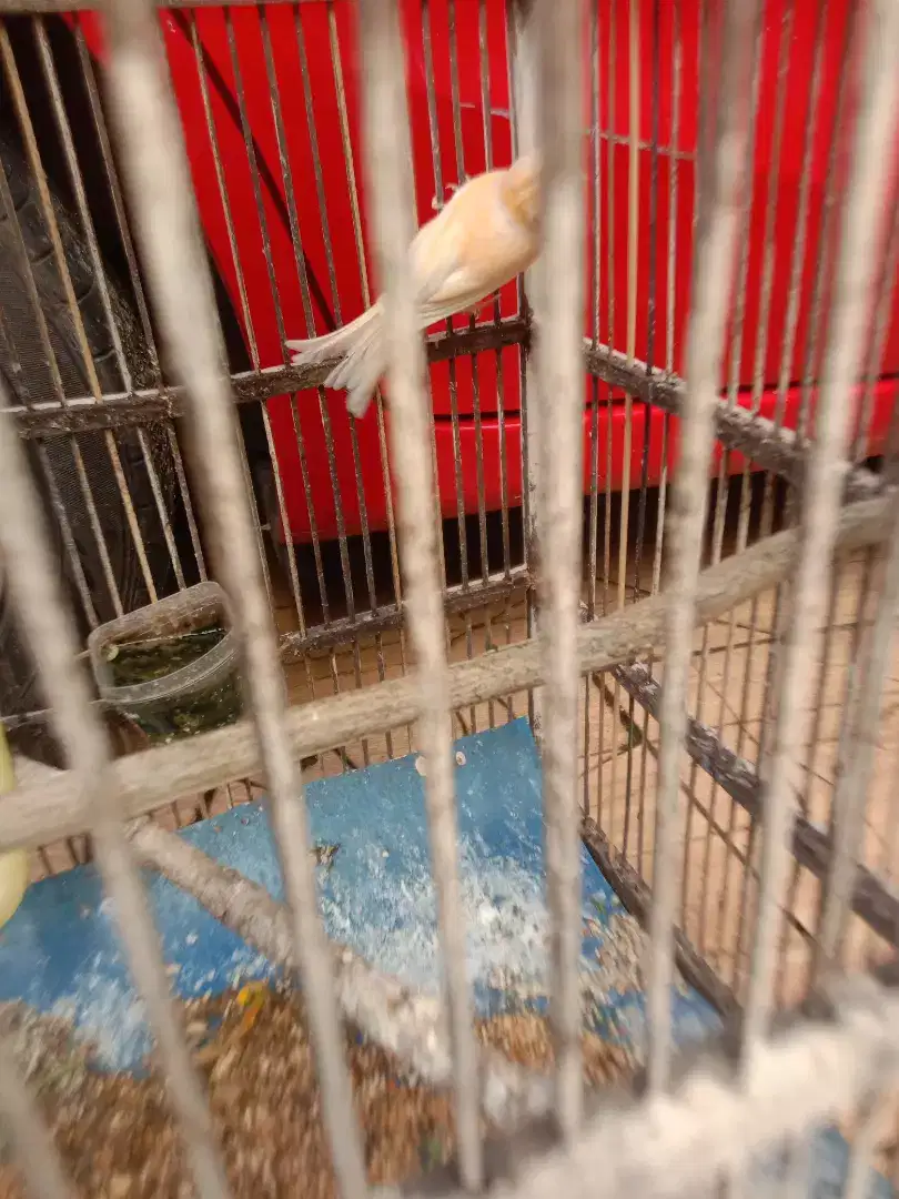 Jual burung kenari betina