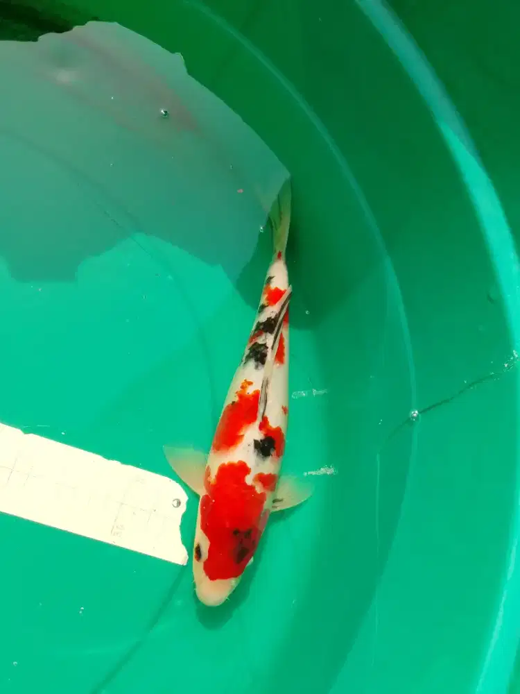 Ikan koi jenis Sanke 29cm