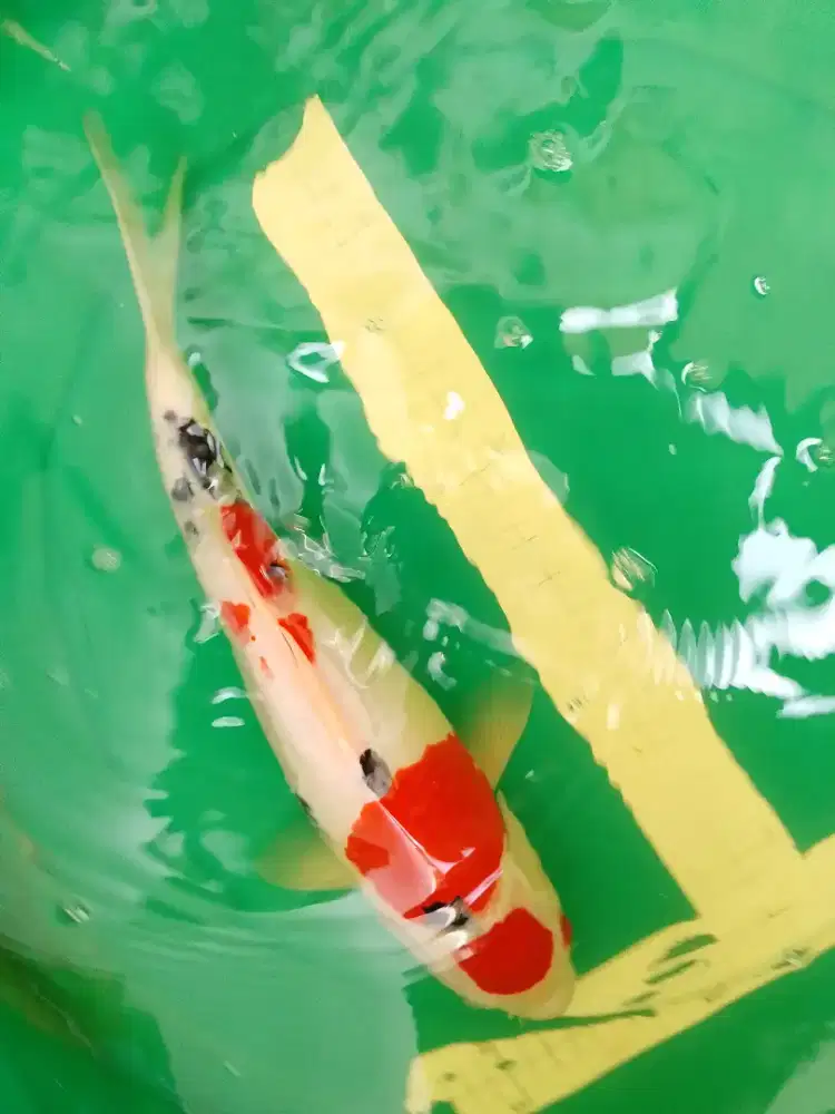 Ikan koi jenis Sanke 41cm HQ