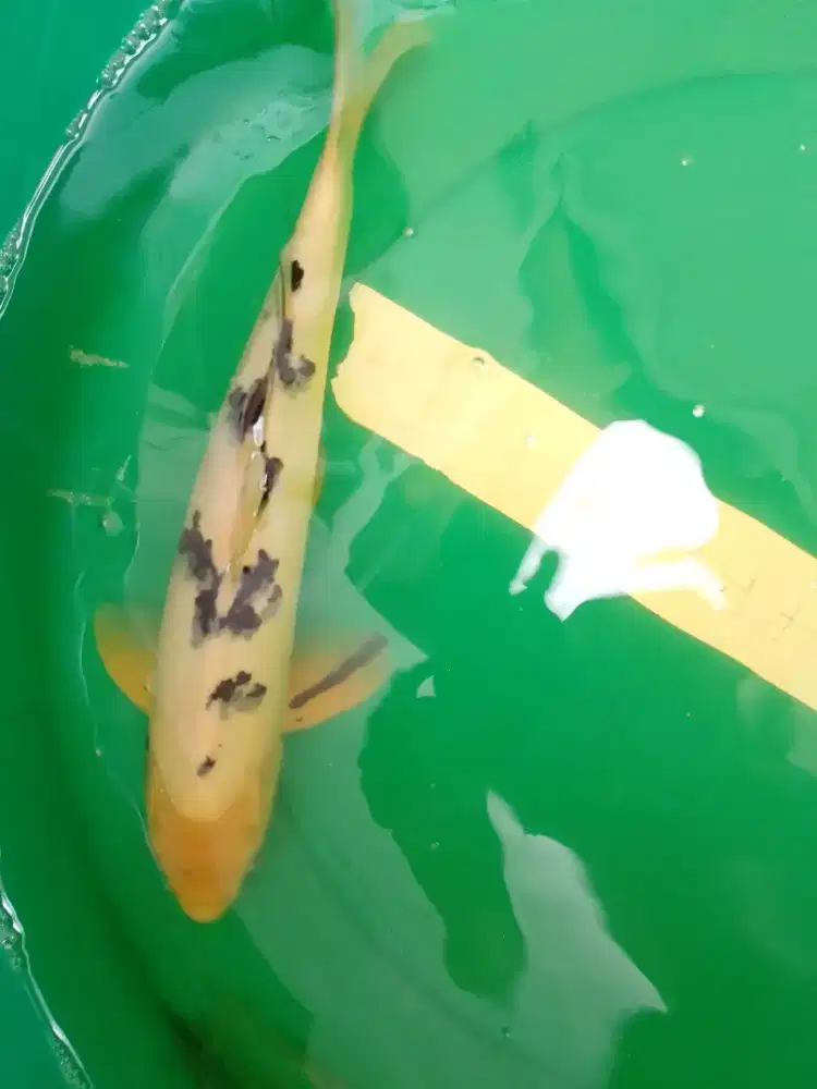 Ikan koi jenis Bekko 38cm bagus