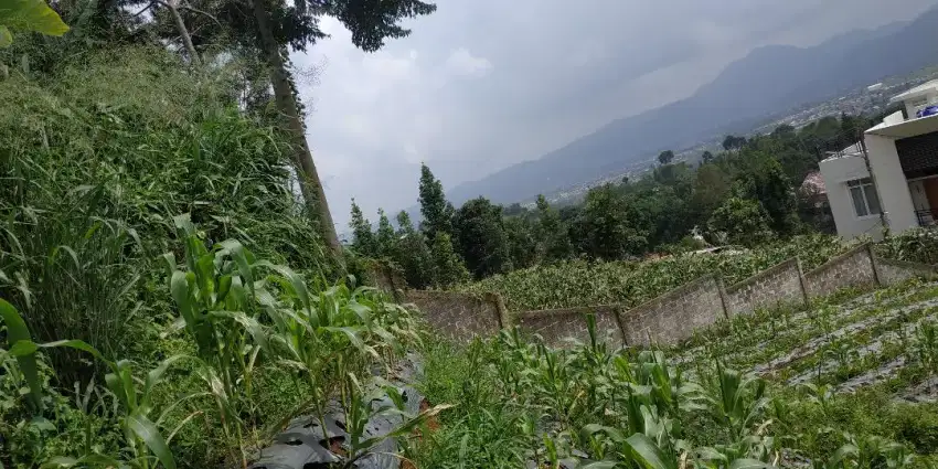 Dijual Tanah 1.260 Nego Sampai Jadi SHM