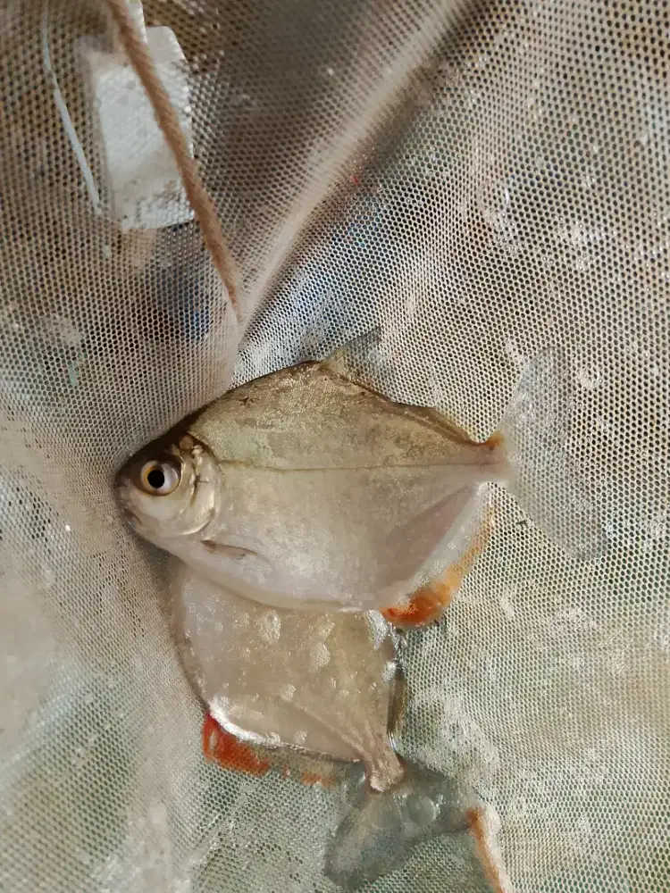 Ikansilver dolar ukuran 3-4jari tankmate ikan arwana