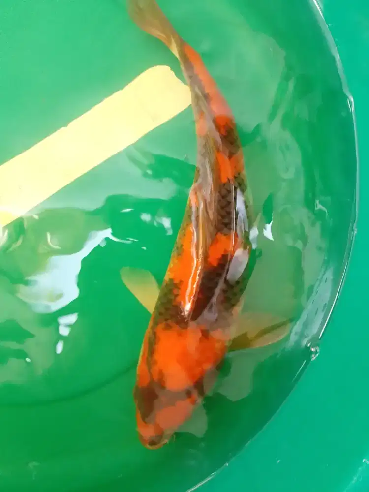 Ikan koi jenis Hi Showa 45cm