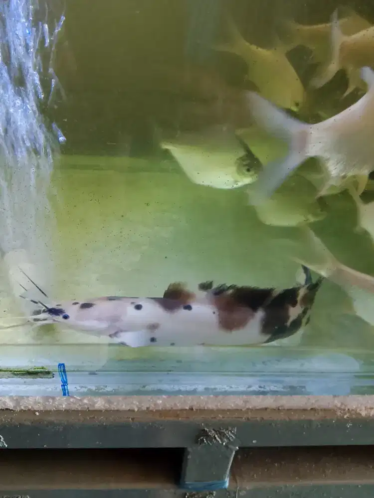 Ikan lele sapi/belang ukuran 20-25cm