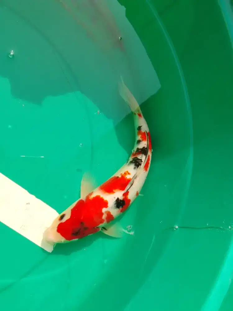 Ikan koi jenis Sanke 29cm