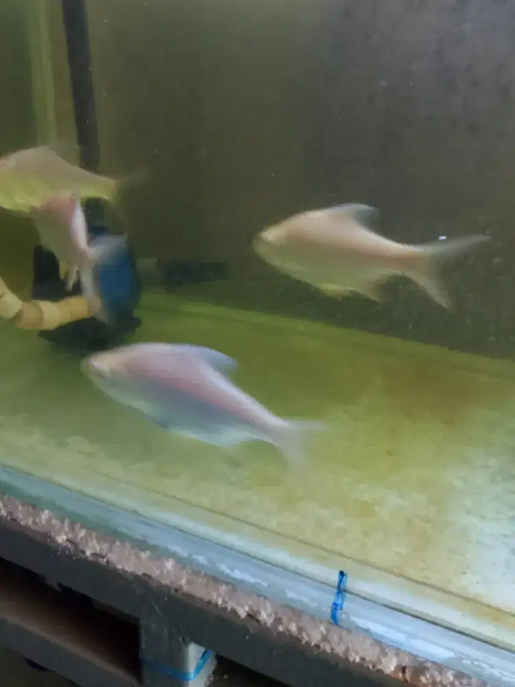 Ikan kaviat albino 16cm tankmate ikan arwana