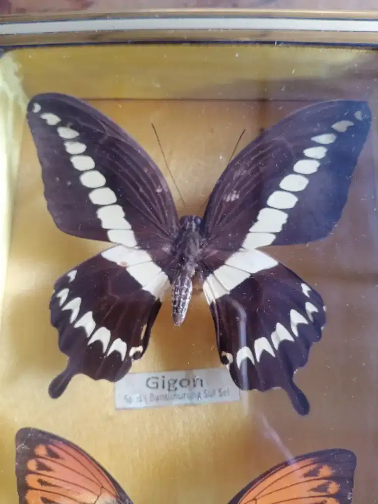 Pajangan bingkai kupu kupu