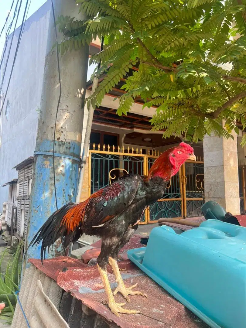 Dijual Murah Ayam Shamo Jepang x Pakhoy