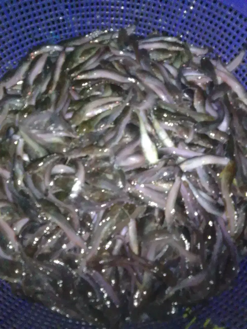 Bibit lele Sangkuriang ukuran 9.10 cm