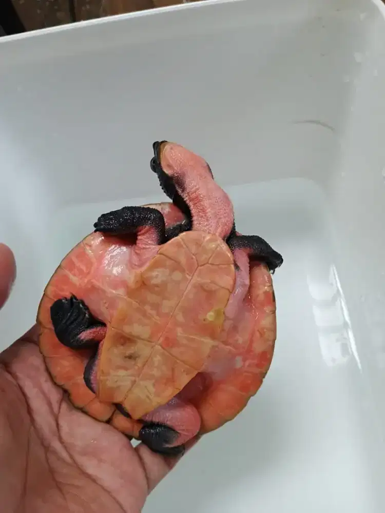 Kura kura dada pink Schultzei