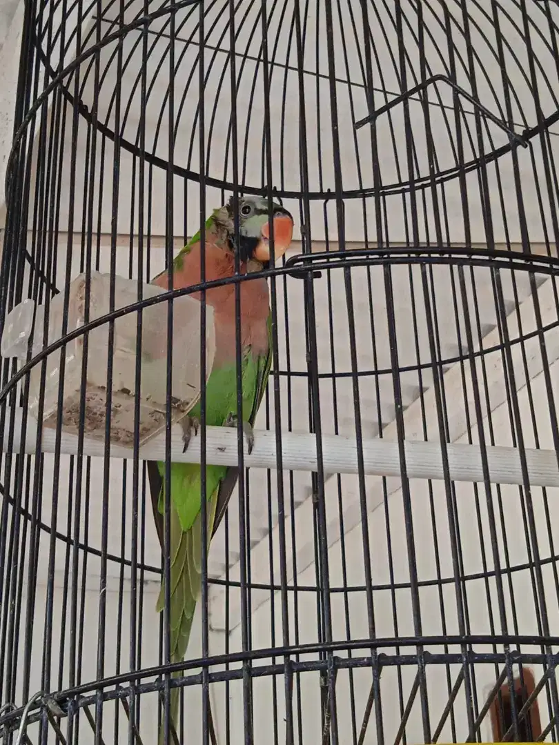 burung Joss nggacor
