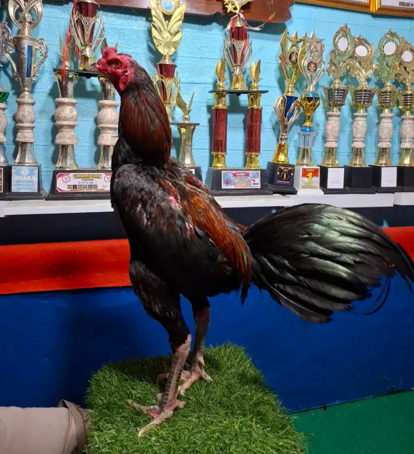 AYAM PAKHOY AYAM PAMA AYAM MANGON AYAM BANGKOK
