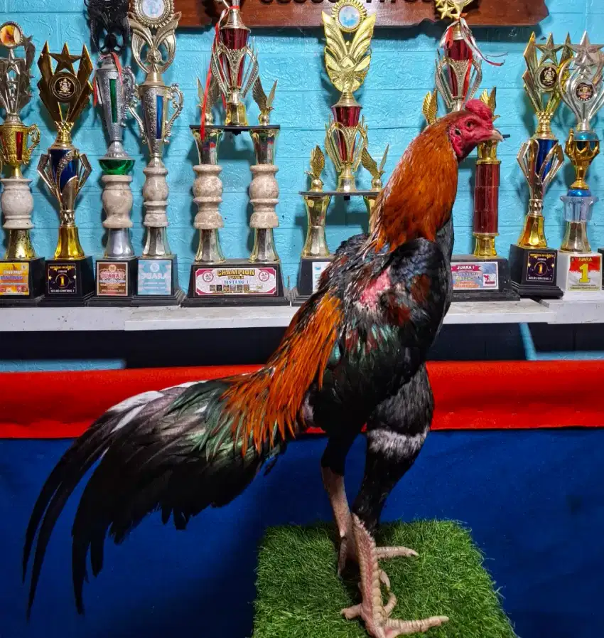 AYAM PAKHOY AYAM PAMA AYAM MANGON AYAM BANGKOK