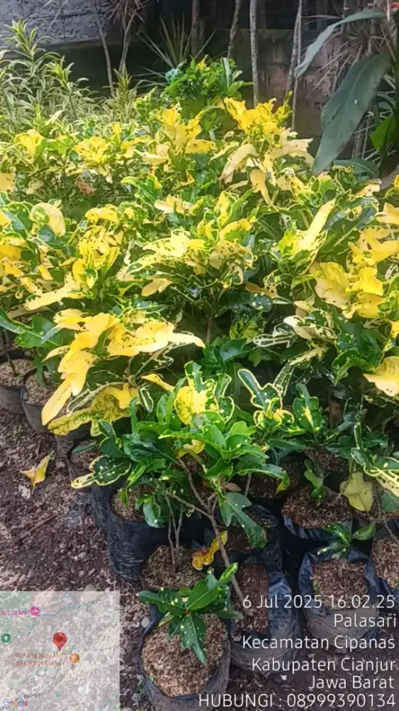 jual tanaman hias - Harga terjangkau