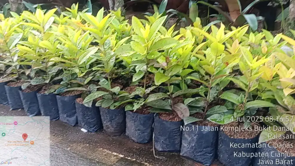 Jual Tanaman hias * Tanaman asoka  dan lain lain