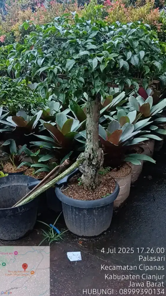 Jual Tanaman hias ( landscape )