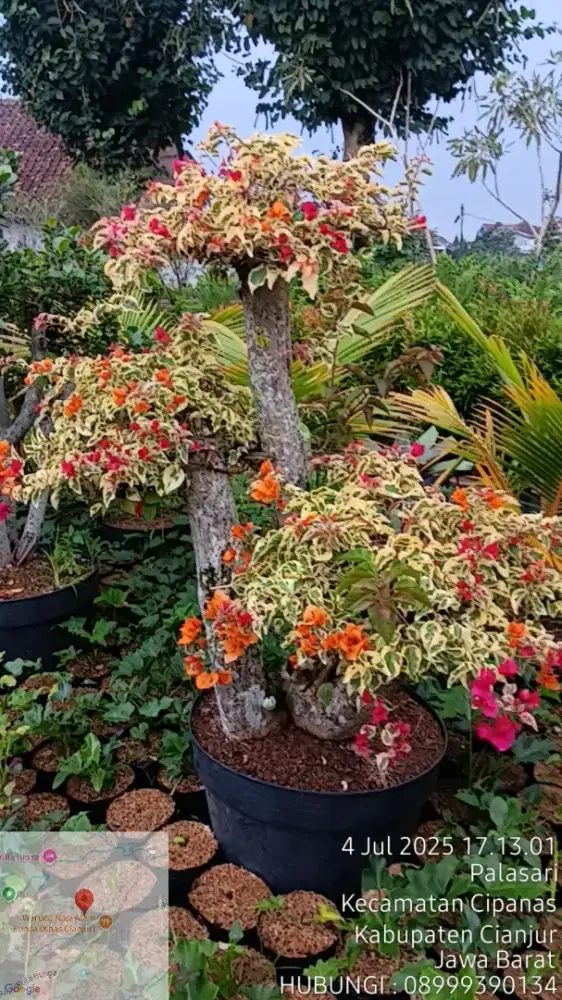 Jual tanaman buat taman