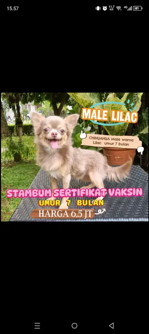 Jual Chihuahua jantan Lilac
