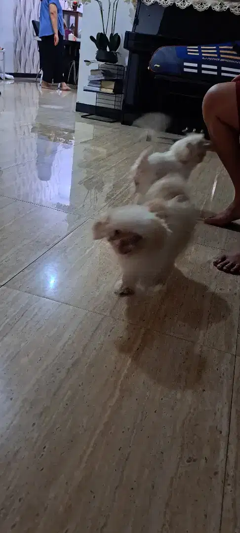 Dijual 2 ekor anjing