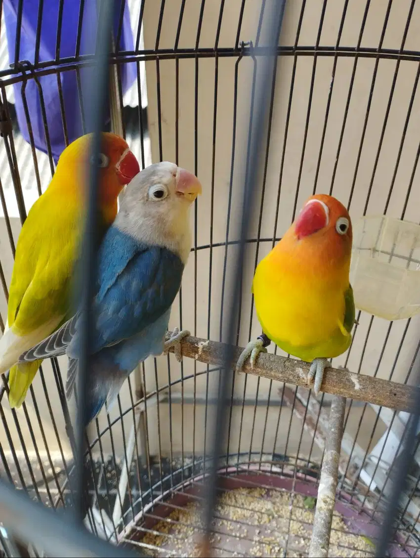Burung Love Bird