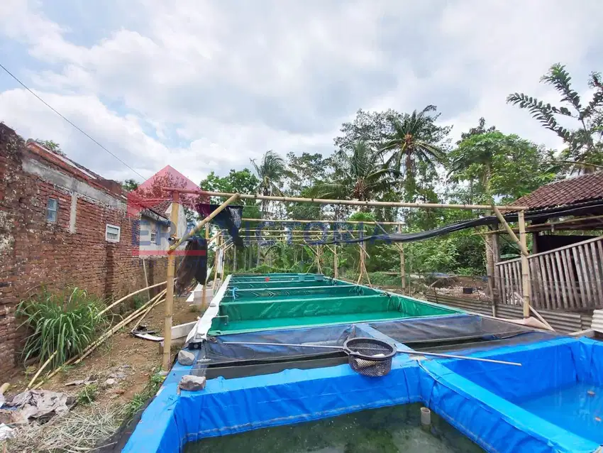 DIJUAL Tanah Daerah Gunung Kawi Bonus Pembibitan Lele