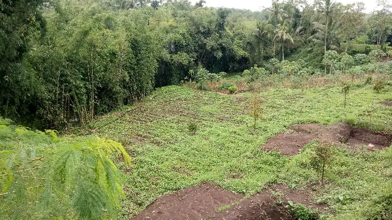Kebun Durian Kualitas Super Klagen Tajinan Malang