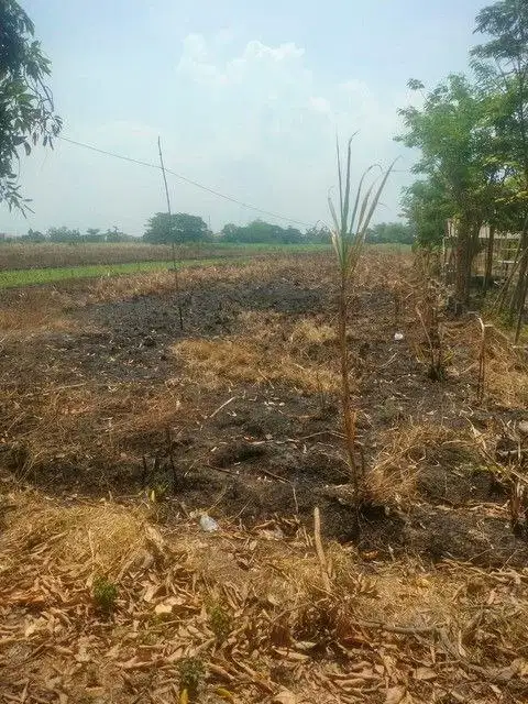 TANAH BALONGMOJO MOJOKERTO 14589 ASSET BANK, CASH ONLY