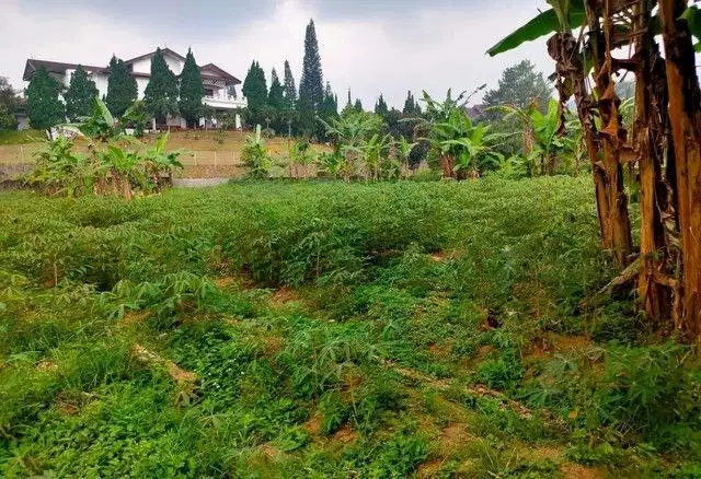TANAH KETAPANRAME MOJOKERTO 14582 ASSET BANK, CASH ONLY