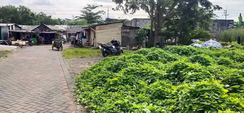 ️‼️Tanah Murah Strategis ‼️Kebonsari Gayungsari Siap Bangun‼️