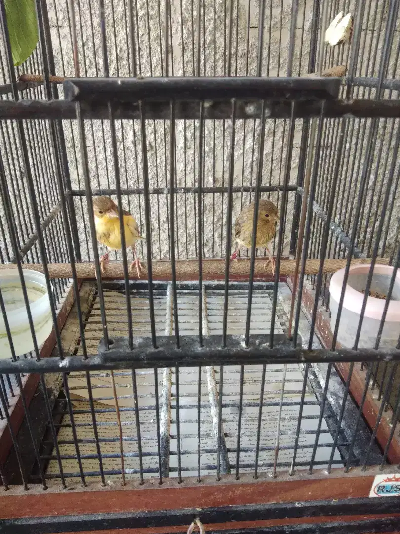 Burung Kenari Paud
