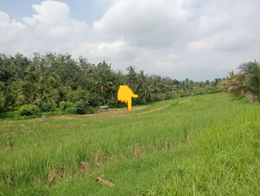 Dijual tanah sawah produktif murah di selemadeg barat Tabanan bali
