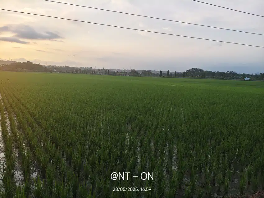 SAWAH PINGGIR JALAN RAYA MAOS AKSES BUS EFISIENSI JUAL CEPAT