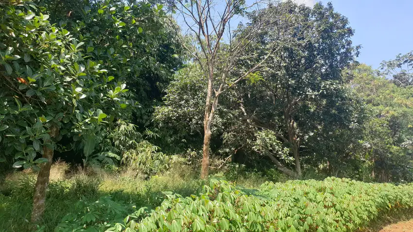 JUAL TANAH 2500 m² BONUS POHON BAMBU CIBETOK BOGOR