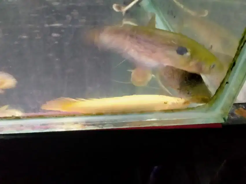 Ikan palmas albino