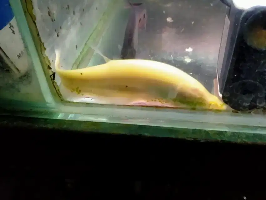 Ikan pisau albino