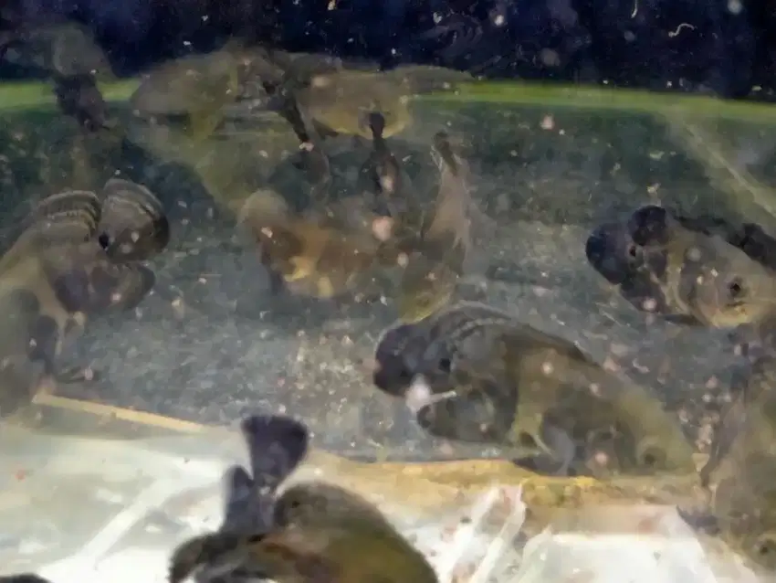Ikan oscar tiger dan paris