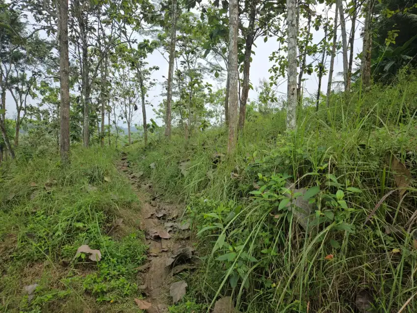 Dijual Tanah Perkebunan