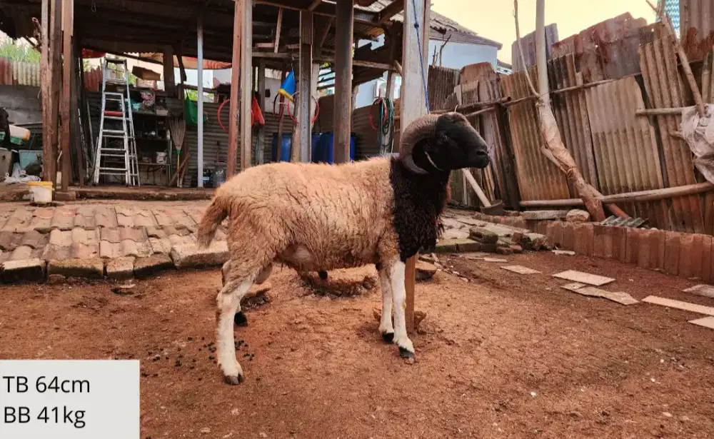 Jual Kambing dan Domba